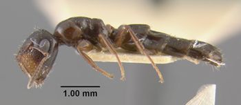 Media type: image;   Entomology 29029 Aspect: habitus lateral view